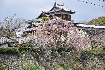 満開の桜と空の青さが郡山城天守台をより優雅に美しく見せている様子の写真