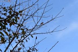 青空と葉の落ちた木の枝の写真