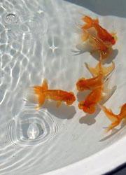 白いタライの中で泳ぐ、6匹の赤い金魚の写真