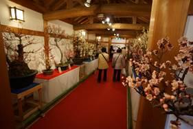 郡山城跡で開催している「第12回大和郡山盆梅展」にて会場内の赤い敷物の両脇に展示されている白や赤い花をつけた鉢植えの梅の木々の写真