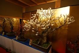 「第12回大和郡山盆梅展」で、金色の屏風を背に展示された鉢植えの梅の木々の写真