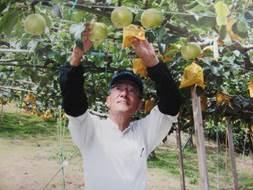 梨の木に成った梨の果実に両手を伸ばす帽子を被った男性の写真