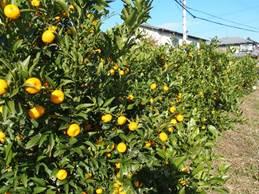 2つの民家を背景に黄色い果実をつけた橘の木が並んでいる様子の写真
