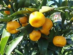 たくさんの黄色い果実をつけた橘の木の枝の写真