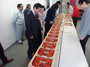 テーブルに整列された真っ赤なイチゴを採点する関係者の写真