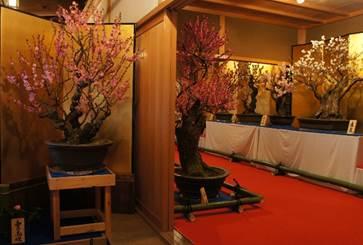 赤いカーペットの展示場で、鉢植えされた白や桃色の花を付けた梅の木が多数展示されている様子