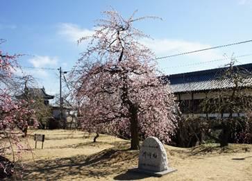 場外の広場で、綺麗な桃色の花を咲かせた大きな梅の木と石碑の写真
