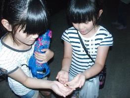 光り出した蛍を手に取ってみる、二人の女の子の写真