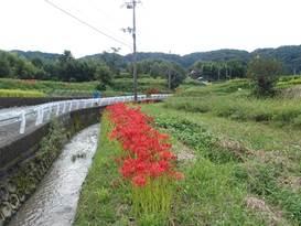 左側の白いガードレールの下を流れている中央に流れている川と緑の風景に赤い「彼岸花」が咲いている写真