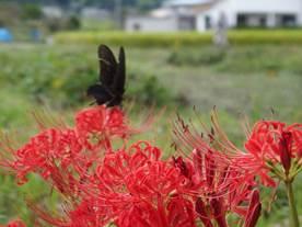 黒い蝶が赤い「彼岸花」にとまっている光景をアップで撮影した写真