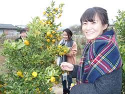 収穫祭で大和橘の実を楽しそうに収穫している近大の女子生徒たちの写真