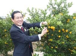 収穫祭に駆けつけた市長が大和橘の実を収穫している写真