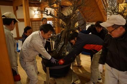 二人の作業員が大きな梅の木を丁寧に植木鉢に入れている処の写真