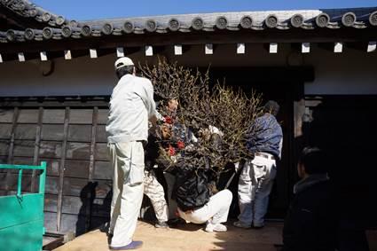 作業員が和風住宅の勝手口から盆梅を搬入している処の写真