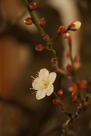 設置された盆梅には、綺麗な白い梅の花と無数の蕾が付いている様子の写真