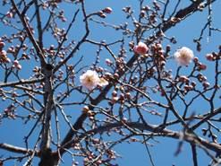 青空をバックに綺麗に咲き乱れる梅の花の写真