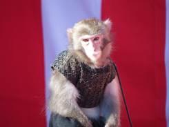 会場を盛り上げる「猿まわし」のお猿さんの写真