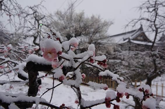 雪化粧した城址会館前の梅の花の写真