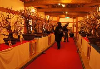 神社の境内の様な和風建築の廊下に絢爛豪華な盆梅が展示され、各作品を鑑賞する来場者たちの写真