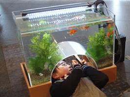 子どもが寝転がって金魚を鑑賞している「お昼寝水そう」の写真