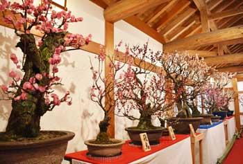 木組みに土壁という和風の展示場に桃色や白の花が咲いた盆梅が多数展示されている様子の写真