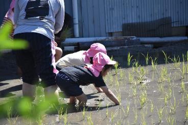 膝まで田んぼにつかり、水田に稲を植えている2人の園児を横から撮影した写真