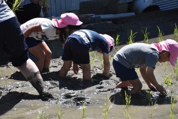 水田に稲を植えている園児たちの背後からの写真