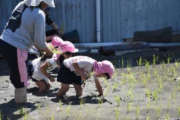 腕を田んぼの中まで入れて水田に稲を植えている園児たちの様子の写真