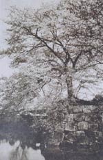 湖面にも写る桜木のモノクロ写真