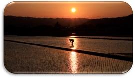 夕日を逆光にしてオレンジに光る水田の写真