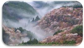 朝霧に覆われた桜の山の写真