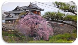 城を背景に立つしだれ桜の写真