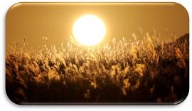 草木が全面に生えている場所を陽が金色に照らしている写真