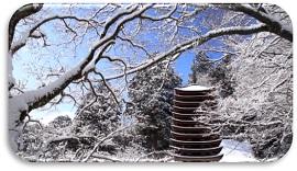白い雪を被りながら、青空に黒い枝を広げている樹木の写真