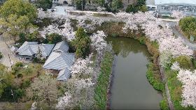 桜と堀