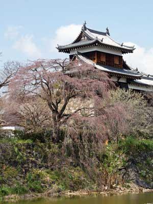 東隅櫓の手前で蕾が膨らみ出したばかりの枝垂れ桜の写真
