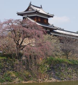 東隅櫓近くで咲き出したばかりの枝垂れ桜の写真