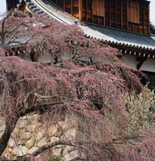 開花しつつある枝垂れ桜の写真