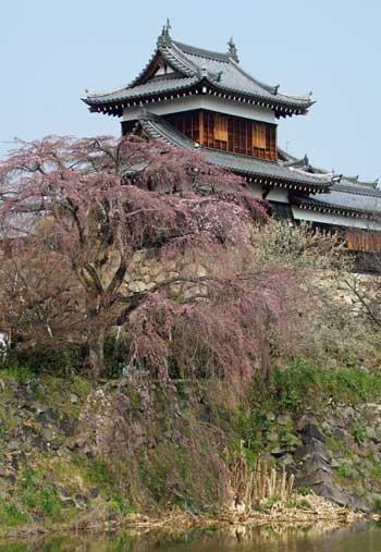 東隅櫓手前で少しずつ咲き出した枝垂れ桜の写真