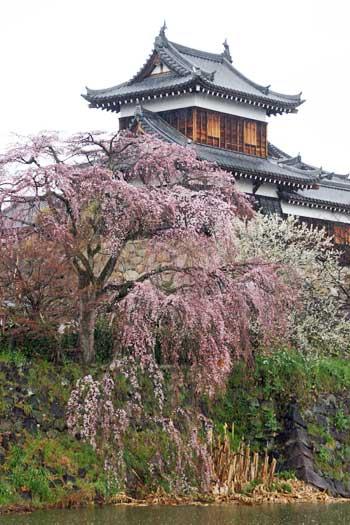 東隅櫓手前で満開になっている枝垂れ桜の写真