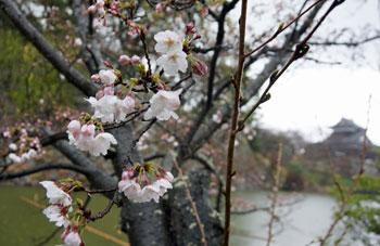 追手向櫓を遥かに望むポジションで咲いているソメイヨシノの写真