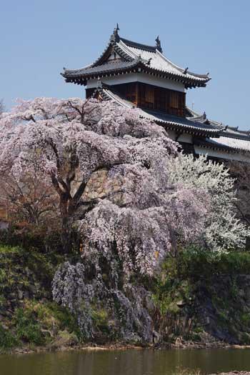 東隅櫓の手前で咲き誇る枝垂れ桜とその前の掘割の写真