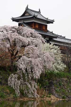 東隅櫓の前で咲き誇る枝垂れ桜のアップ写真
