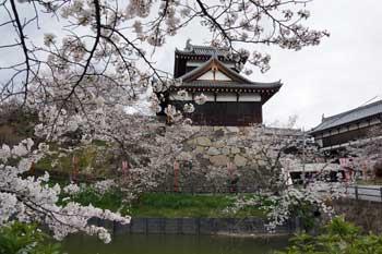 追手向櫓近くで咲いているソメイヨシノが写っている写真