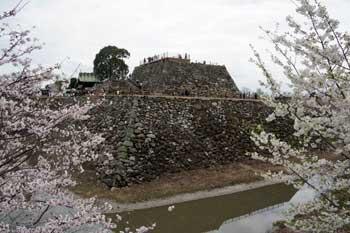 天守台の手前で両側に咲き誇るソメイヨシノの写真