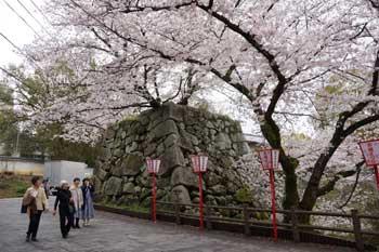 お城祭りゲート付近で咲き誇るソメイヨシノと近くを歩く人々の写真