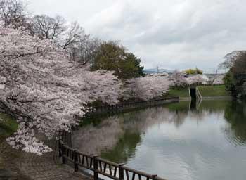 池の周りで咲き誇るソメイヨシノの写真