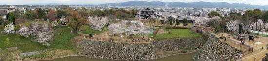 天守台展望施設から眺めた公園の桜の写真
