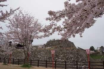天守台の前で咲き誇る桜の写真