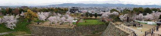 天守台展望台から見た公園で咲き誇る桜の写真